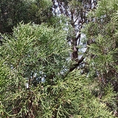 Athrotaxis cupressoides at Cradle Mountain, TAS - 6 Nov 2024 02:36 PM
