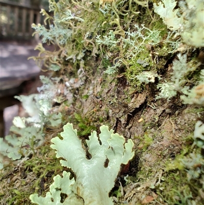 Unidentified Lichen at Cradle Mountain, TAS - 6 Nov 2024 by LyndalT