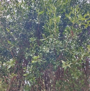 Phyllocladus aspleniifolius at Cradle Mountain, TAS by LyndalT