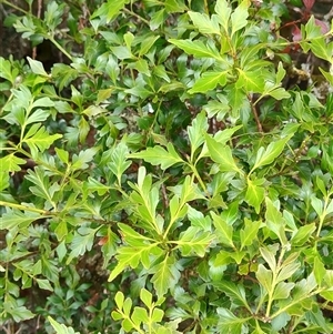 Phyllocladus aspleniifolius at Cradle Mountain, TAS - 6 Nov 2024