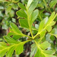 Phyllocladus aspleniifolius at Cradle Mountain, TAS - 6 Nov 2024 02:26 PM