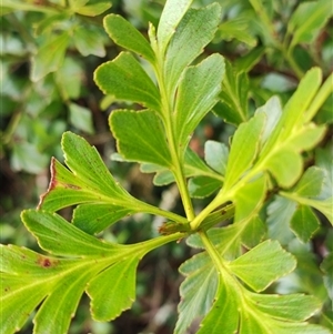 Phyllocladus aspleniifolius at Cradle Mountain, TAS - 6 Nov 2024