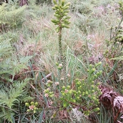 Unidentified Other Shrub at Deer Vale, NSW - 19 Nov 2024 by JusE