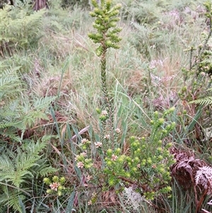 Unidentified Other Shrub at Deer Vale, NSW by JusE