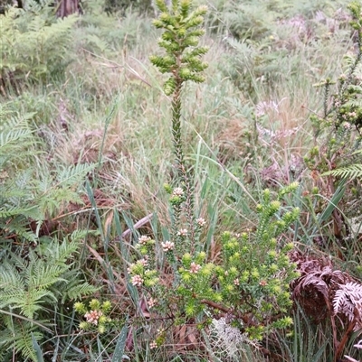 Unidentified Other Shrub at Deer Vale, NSW - 18 Nov 2024 by JusE