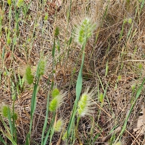 Cynosurus echinatus at Fadden, ACT - 20 Nov 2024