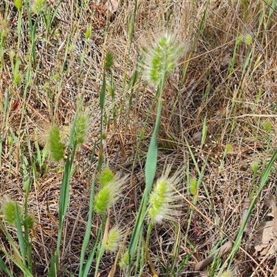 Cynosurus echinatus (Rough Dog's Tail Grass) at Fadden, ACT - 20 Nov 2024 by Mike