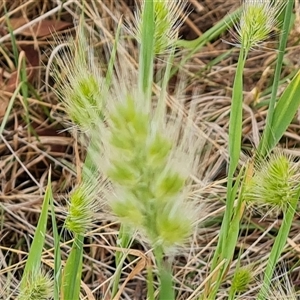 Cynosurus echinatus at Fadden, ACT - 20 Nov 2024