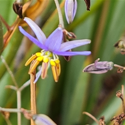 Dianella revoluta var. revoluta (Black-Anther Flax Lily) at Fadden, ACT - 20 Nov 2024 by Mike