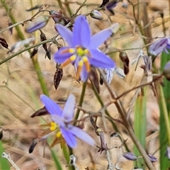 Dianella revoluta var. revoluta at Fadden, ACT - 20 Nov 2024