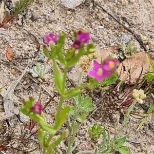 Centaurium erythraea at Isaacs, ACT - 20 Nov 2024 10:16 AM