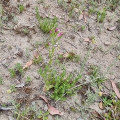 Centaurium erythraea at Isaacs, ACT - 20 Nov 2024 10:16 AM