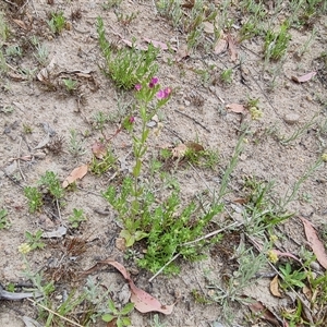 Centaurium erythraea at Isaacs, ACT - 20 Nov 2024