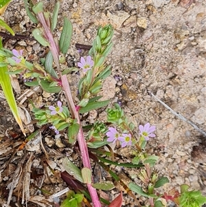 Lythrum hyssopifolia at Isaacs, ACT - 20 Nov 2024 10:13 AM