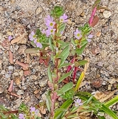 Lythrum hyssopifolia at Isaacs, ACT - 20 Nov 2024 10:13 AM