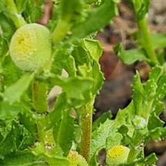 Centipeda cunninghamii at Isaacs, ACT - 20 Nov 2024