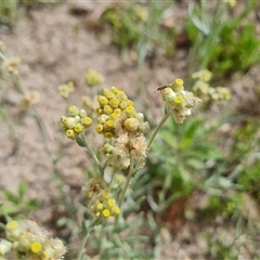 Pseudognaphalium luteoalbum (Jersey Cudweed) at Isaacs, ACT - 20 Nov 2024 by Mike