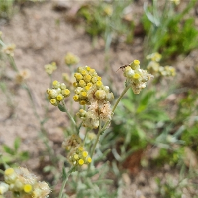 Pseudognaphalium luteoalbum (Jersey Cudweed) at Isaacs, ACT - 19 Nov 2024 by Mike