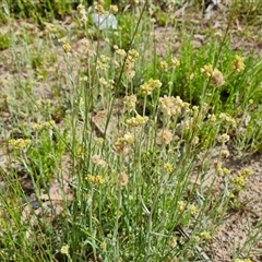 Pseudognaphalium luteoalbum at Isaacs, ACT - 20 Nov 2024