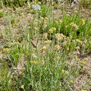 Pseudognaphalium luteoalbum at Isaacs, ACT - 20 Nov 2024 10:09 AM