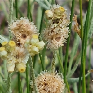 Pseudognaphalium luteoalbum at Isaacs, ACT - 20 Nov 2024