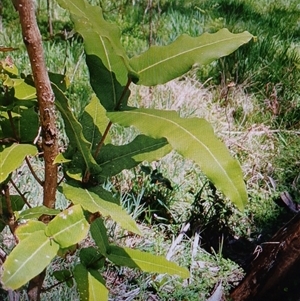 Unidentified Other Shrub at Deer Vale, NSW by JusE