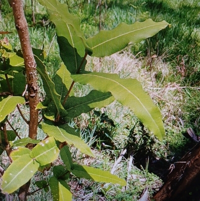 Unverified Other Shrub at Deer Vale, NSW - 22 Oct 2024 by JusE