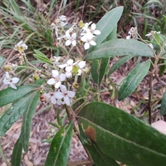 Zieria arborescens at Preston, TAS - 6 Nov 2024 09:05 AM