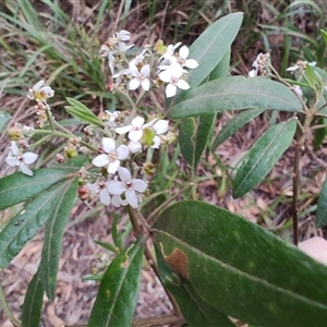 Zieria arborescens at Preston, TAS - 6 Nov 2024 09:05 AM