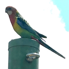 Platycercus eximius (Eastern Rosella) at Bungendore, NSW - 20 Nov 2024 by yellowboxwoodland