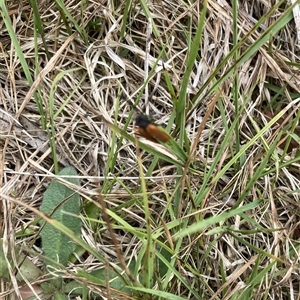 Porrostoma sp. (genus) at Lyons, ACT - 20 Nov 2024