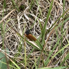 Porrostoma sp. (genus) at Lyons, ACT - 20 Nov 2024