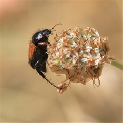 Phyllotocus macleayi (Nectar scarab) at Higgins, ACT - 19 Nov 2024 by MichaelWenke