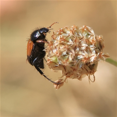 Phyllotocus navicularis (Nectar scarab) at Higgins, ACT - 19 Nov 2024 by MichaelWenke