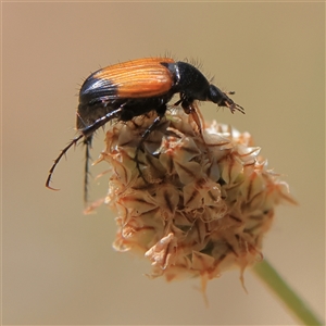 Phyllotocus navicularis at Higgins, ACT - 19 Nov 2024 01:50 PM