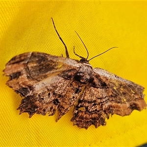 Pholodes sinistraria at Whitlam, ACT - 20 Nov 2024 11:29 AM