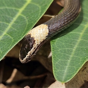 Cacophis harriettae at Middle Ridge, QLD - 18 Feb 2024