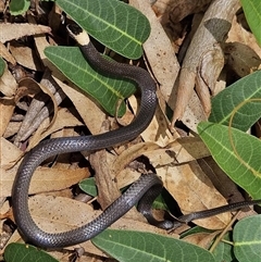 Cacophis harriettae at Middle Ridge, QLD - 18 Feb 2024