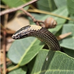 Cacophis harriettae at Middle Ridge, QLD - 18 Feb 2024