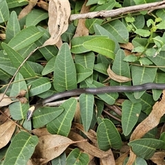 Cacophis harriettae at Middle Ridge, QLD - 18 Feb 2024 11:25 AM