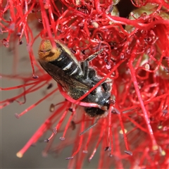 Megachile ferox (Resin bee) at Higgins, ACT - 19 Nov 2024 by MichaelWenke