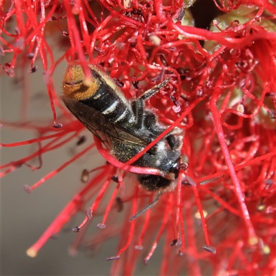 Lipotriches (Austronomia) ferricauda at Higgins, ACT - 19 Nov 2024 by MichaelWenke