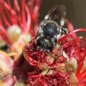 Megachile ferox at Higgins, ACT - 19 Nov 2024