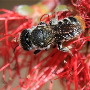 Megachile ferox at Higgins, ACT - 19 Nov 2024 02:08 PM