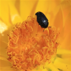 Dermestidae sp. (family) at Higgins, ACT - 19 Nov 2024