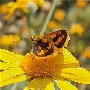 Ocybadistes walkeri (Green Grass-dart) at Fyshwick, ACT by MatthewFrawley