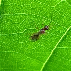 Ichneumonoidea (Superfamily) (A species of parasitic wasp) at Aranda, ACT - 19 Nov 2024 by Jubeyjubes