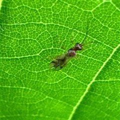 Ichneumonoidea (Superfamily) (A species of parasitic wasp) at Aranda, ACT - 19 Nov 2024 by Jubeyjubes