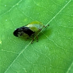 Chaetophyes compacta (Tube spittlebug) at Aranda, ACT - 19 Nov 2024 by Jubeyjubes