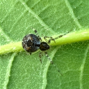 Cryptachaea veruculata (Diamondback comb-footed spider) at Aranda, ACT by Jubeyjubes